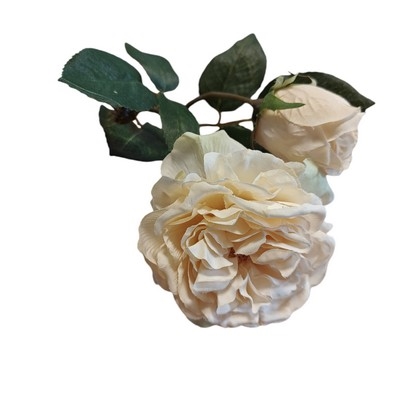 Rose med knop creme